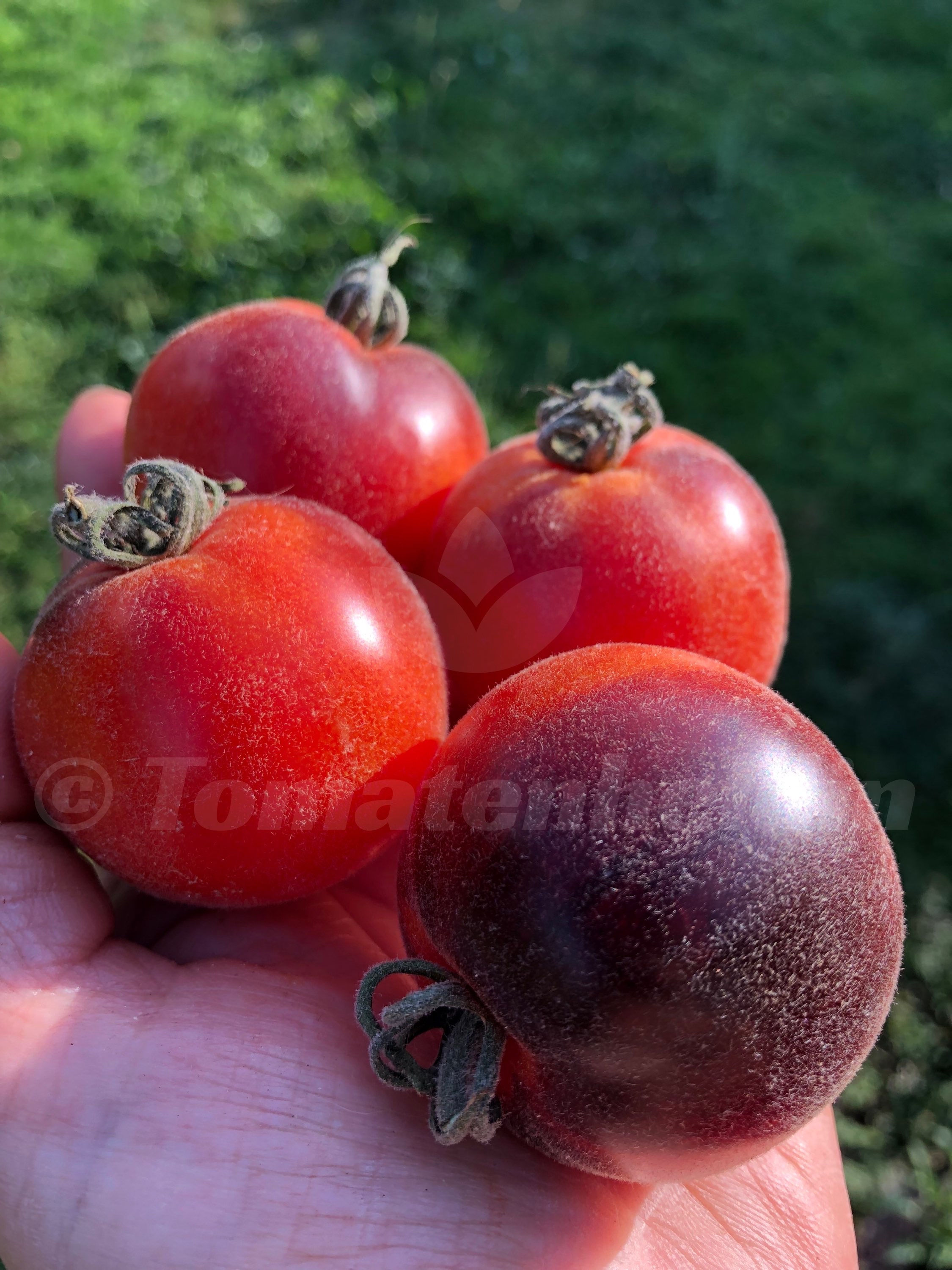 Tomate Wooly Kate Red | Samen | Tomatenheldin