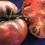Miniaturbild: Tomate Black Seaman | Samen | Tomatenheldin
