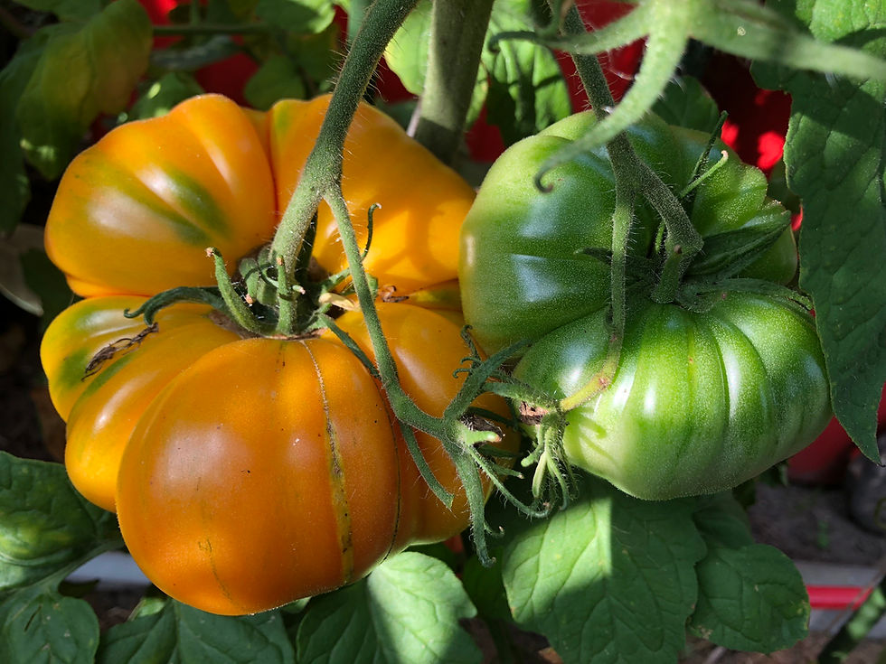 Miniaturbild: Northern Lights