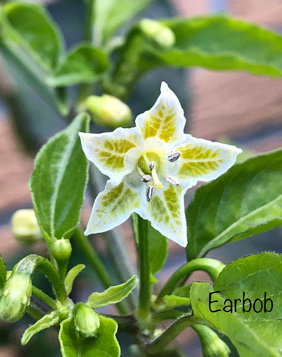 Miniaturbild: Chili Earbob | Samen | Tomatenheldin