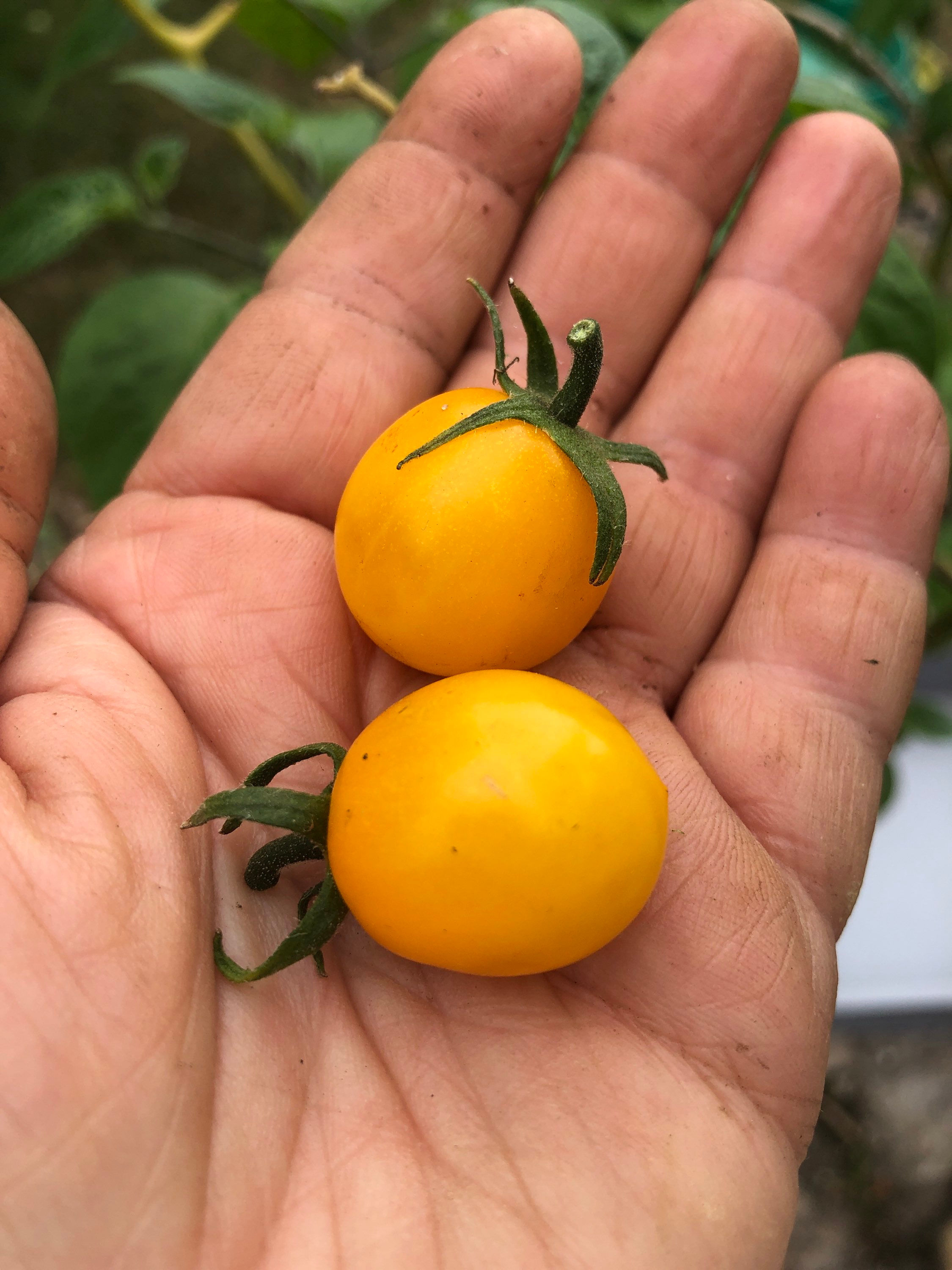 Yellow Canary