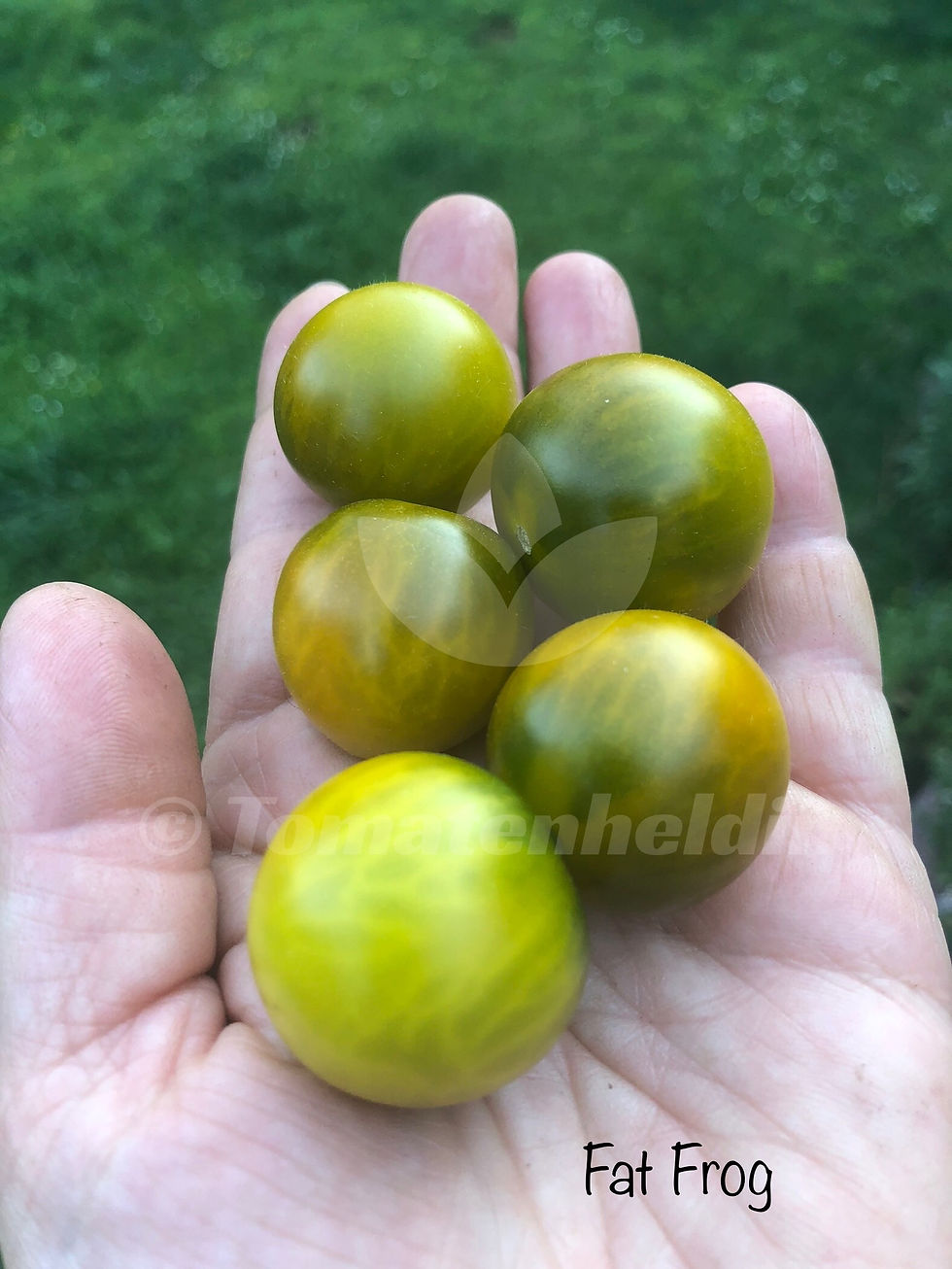 Tomate Microdwarf Fat Frog | Samen | Tomatenheldin