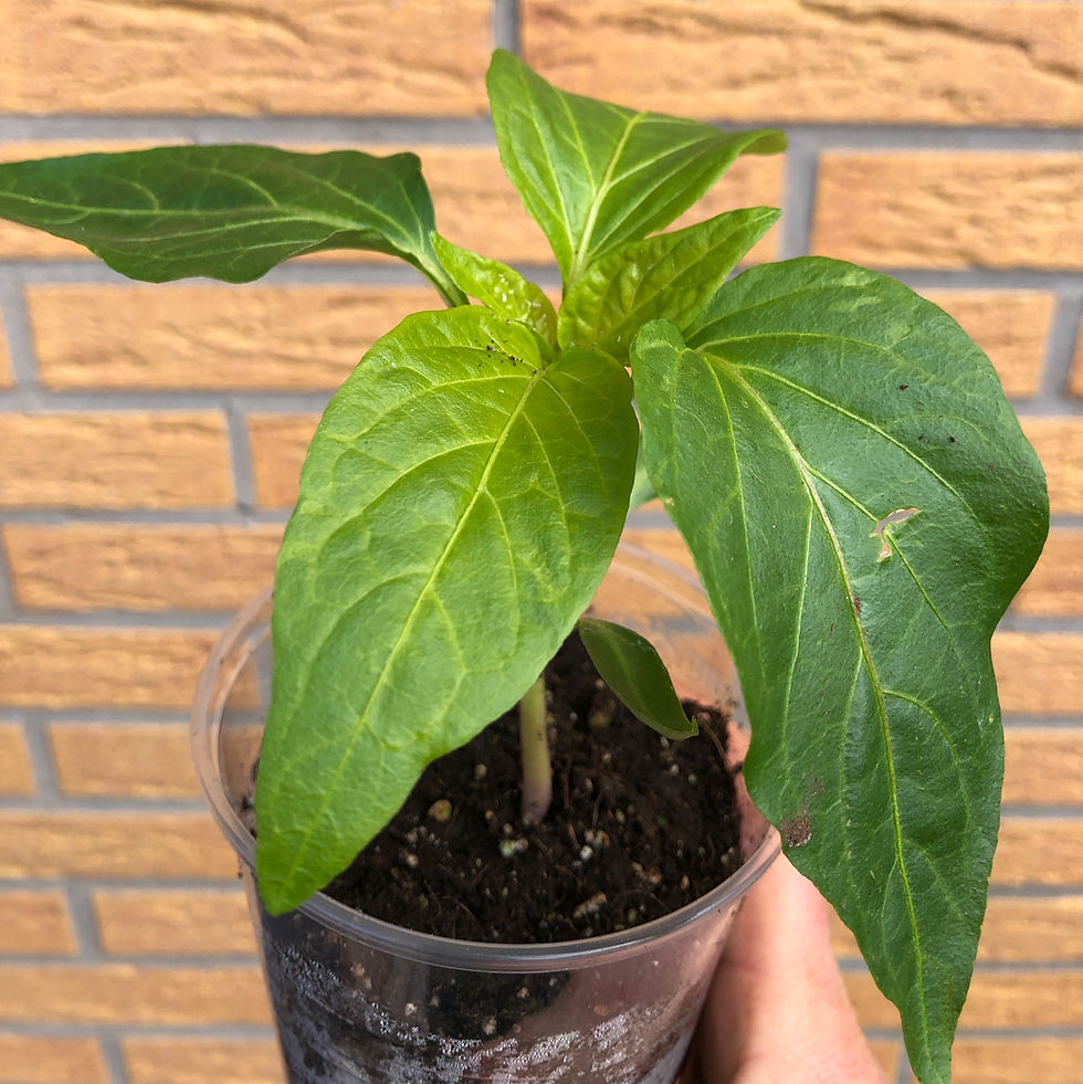 Miniaturbild: Big Daddy