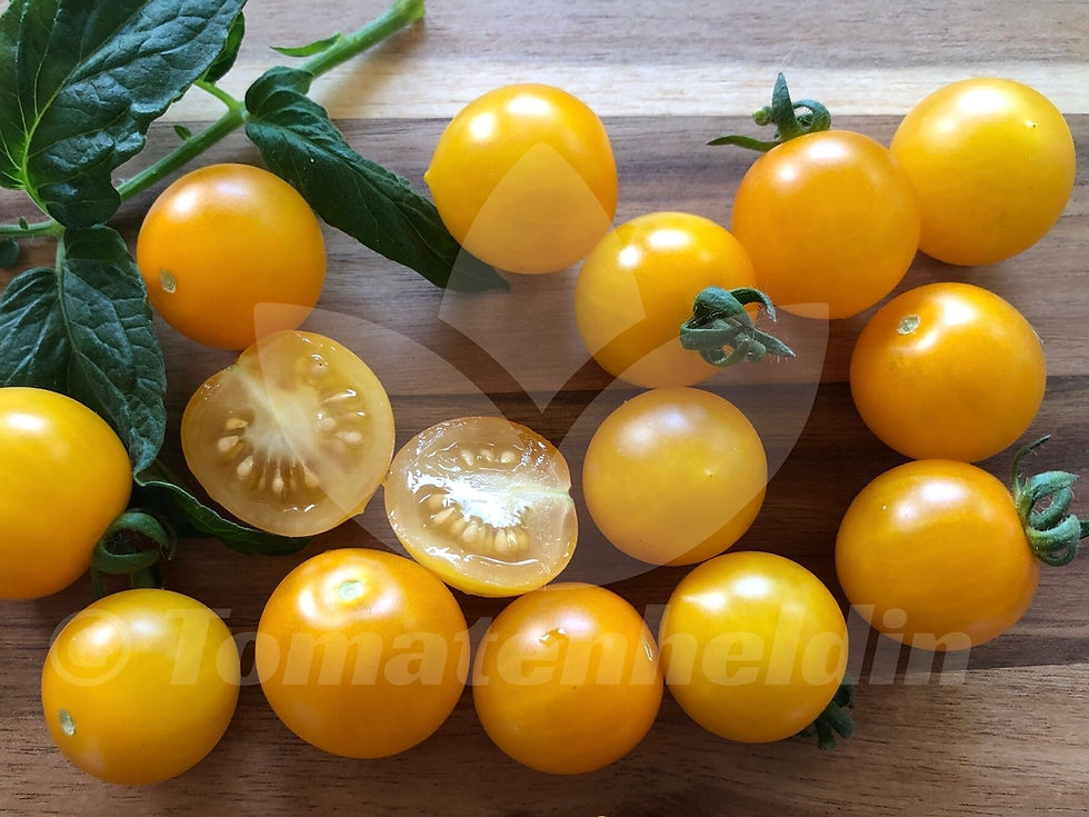 Tomate Birdie Jaune | Samen | Tomatenheldin