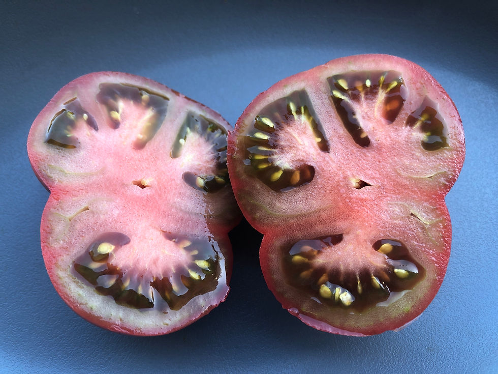 Miniaturbild: Kookaburra Cackle