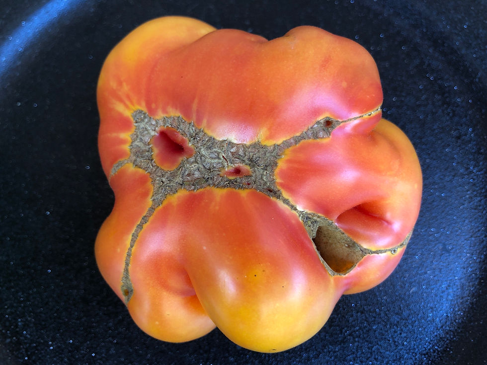 Miniaturbild: Northern Lights