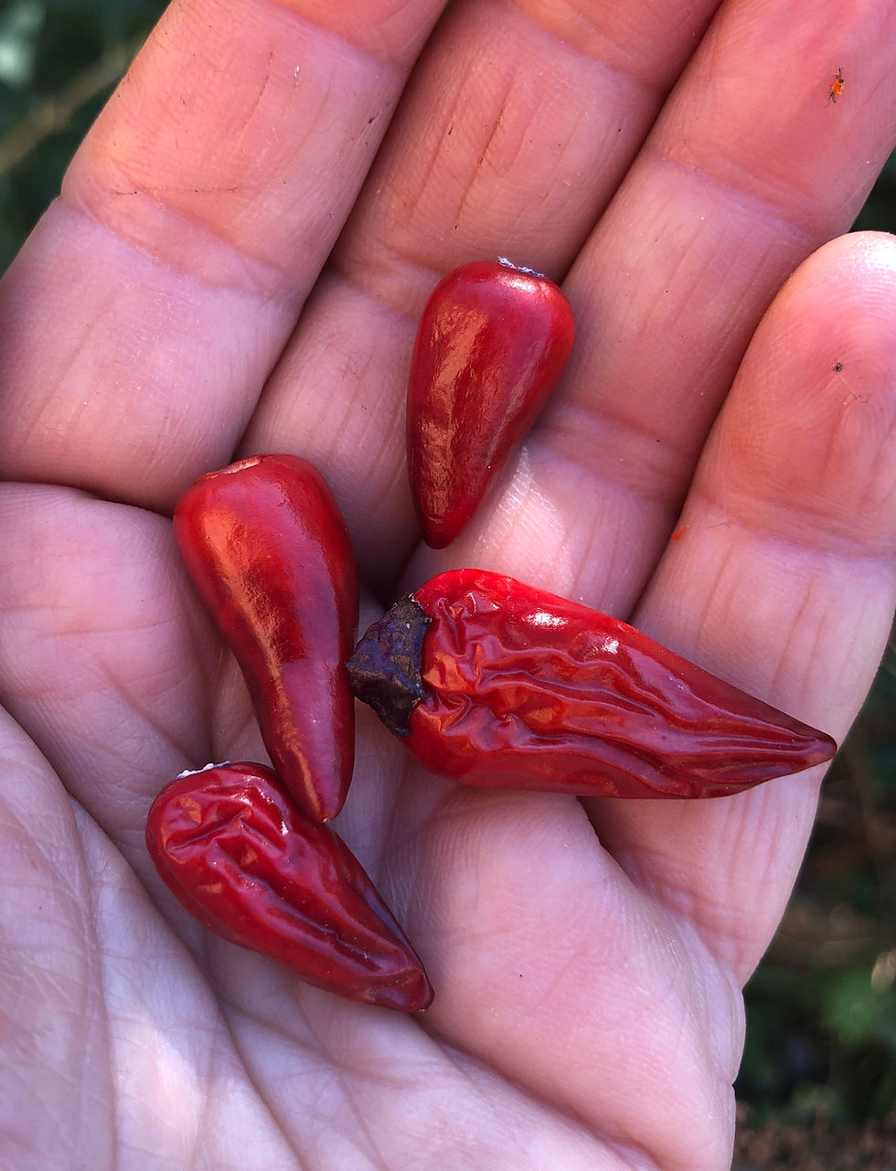 Miniaturbild: Dream Catcher 