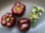Miniaturbild: Paprika Chocolate Mini Bell | Samen | Tomatenheldin