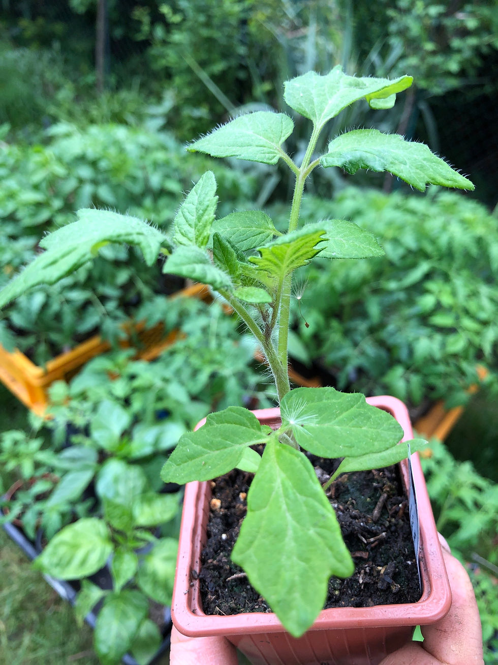 Miniaturbild: You Can‘t You Won‘t And You Don‘t Stop