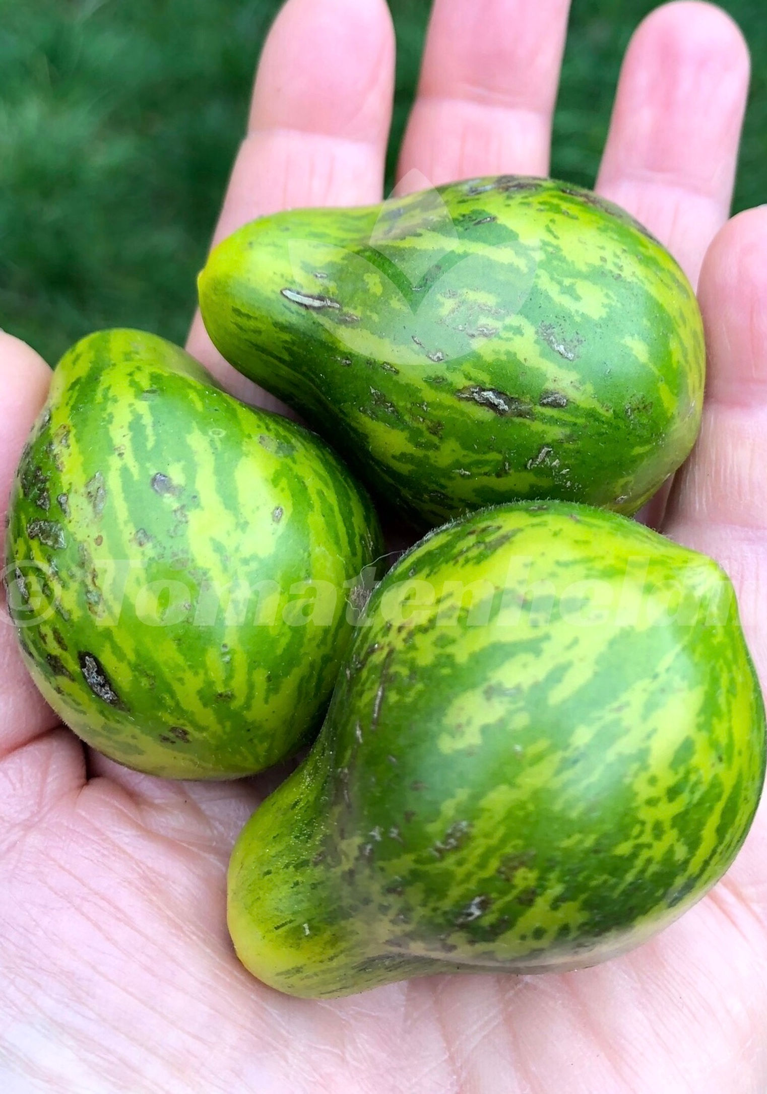 Tomate Michael Pollan | Samen | Tomatenheldin