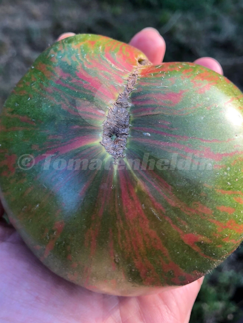 Tomate Ananas Zebra | Samen | Tomatenheldin