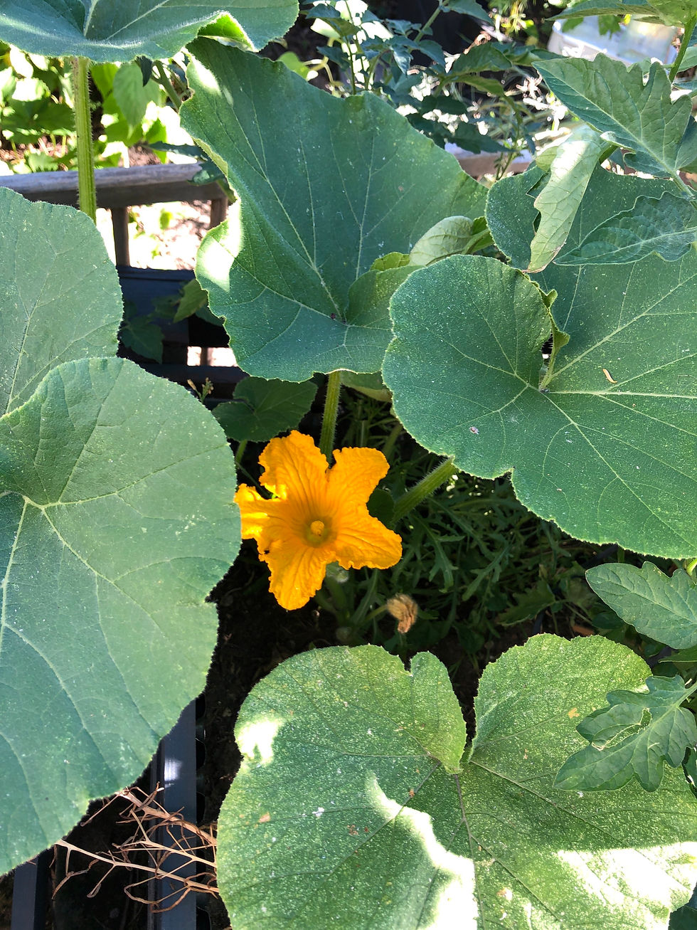 Miniaturbild: One-too-many (Kürbis) 