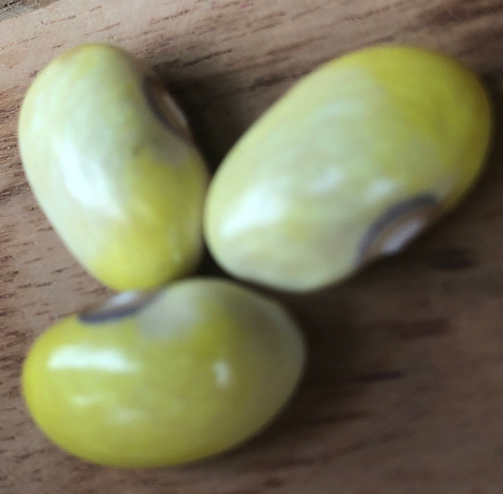 Miniaturbild: Citroenboontjes (Stangenbohne)