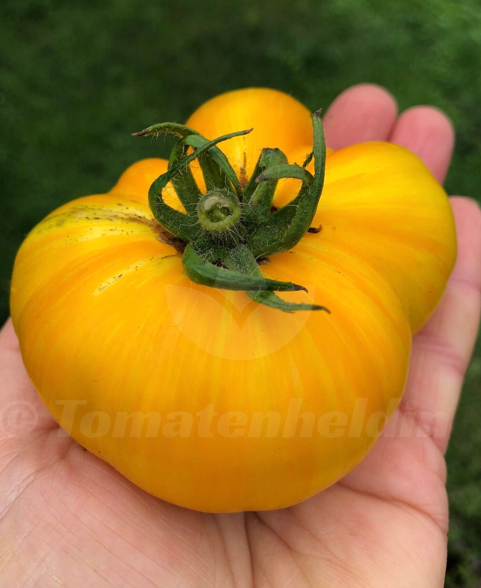 Tomate Big Yellow Zebra | Samen | Tomatenheldin