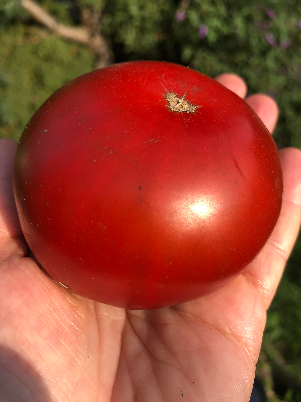 Miniaturbild: Cherokee Chocolate