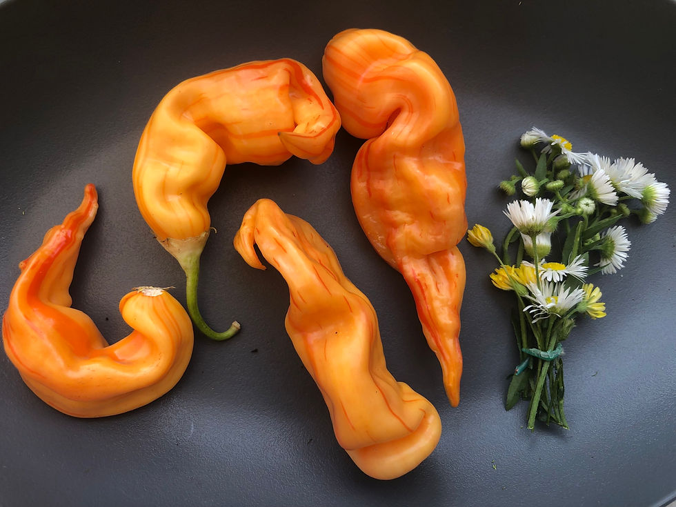 Chili Sugar Rush Peach Stripey | Samen | Tomatenheldin