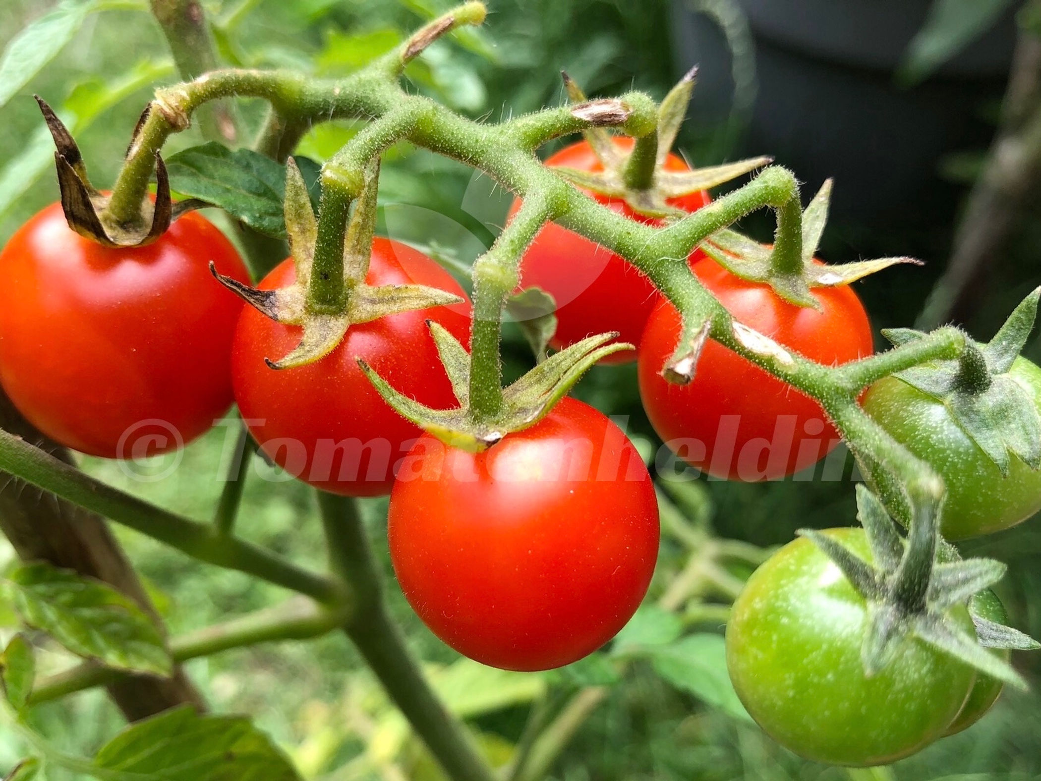 Tomate Mexikanische Honigtomate, Miel de Mexique | Samen | Tomatenheldin
