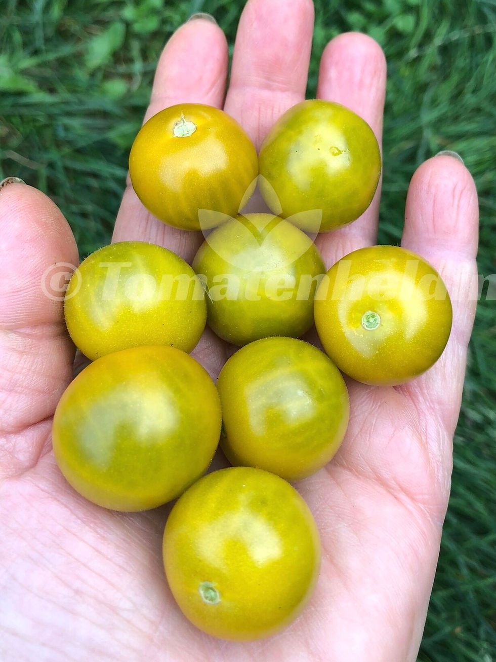 Miniaturbild: Tomate Gobstopper | Samen | Tomatenheldin