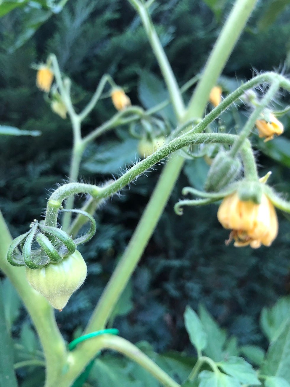 Miniaturbild: Honigsüßer Erlöser, Medovij Spas, Медовый Спас