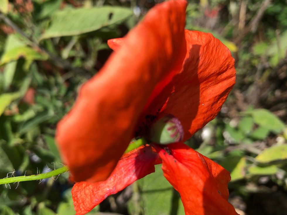 Miniaturbild: Klatschmohn 