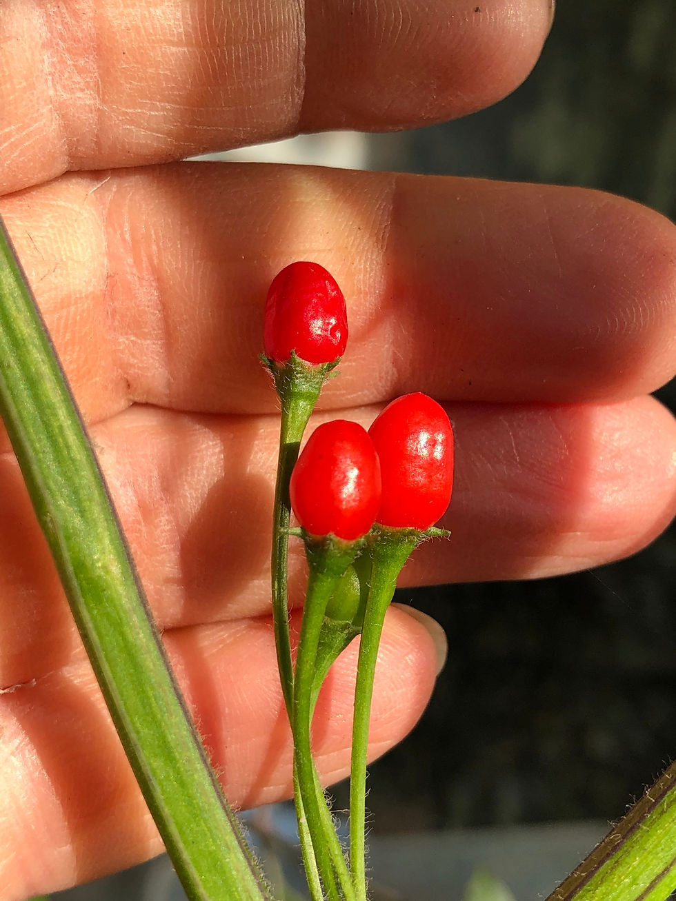 Chili Cumari Pollux | Samen | Tomatenheldin