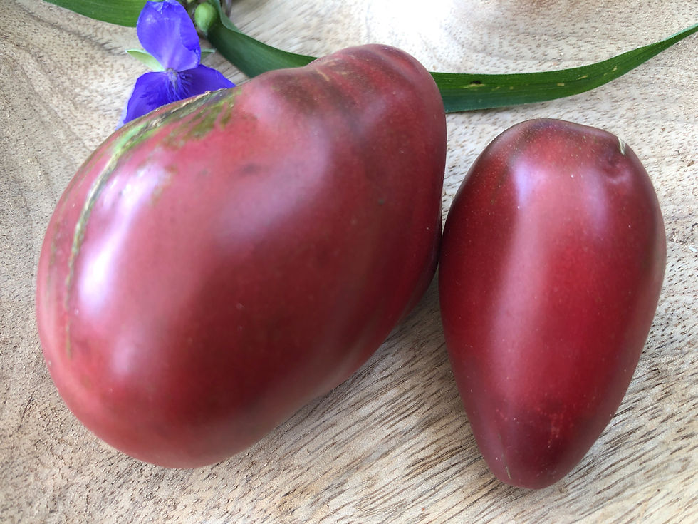 Wessel‘s Purple Pride