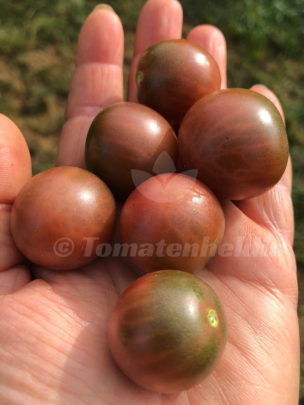 Miniaturbild: Tomate Negro Azteca | Samen | Tomatenheldin