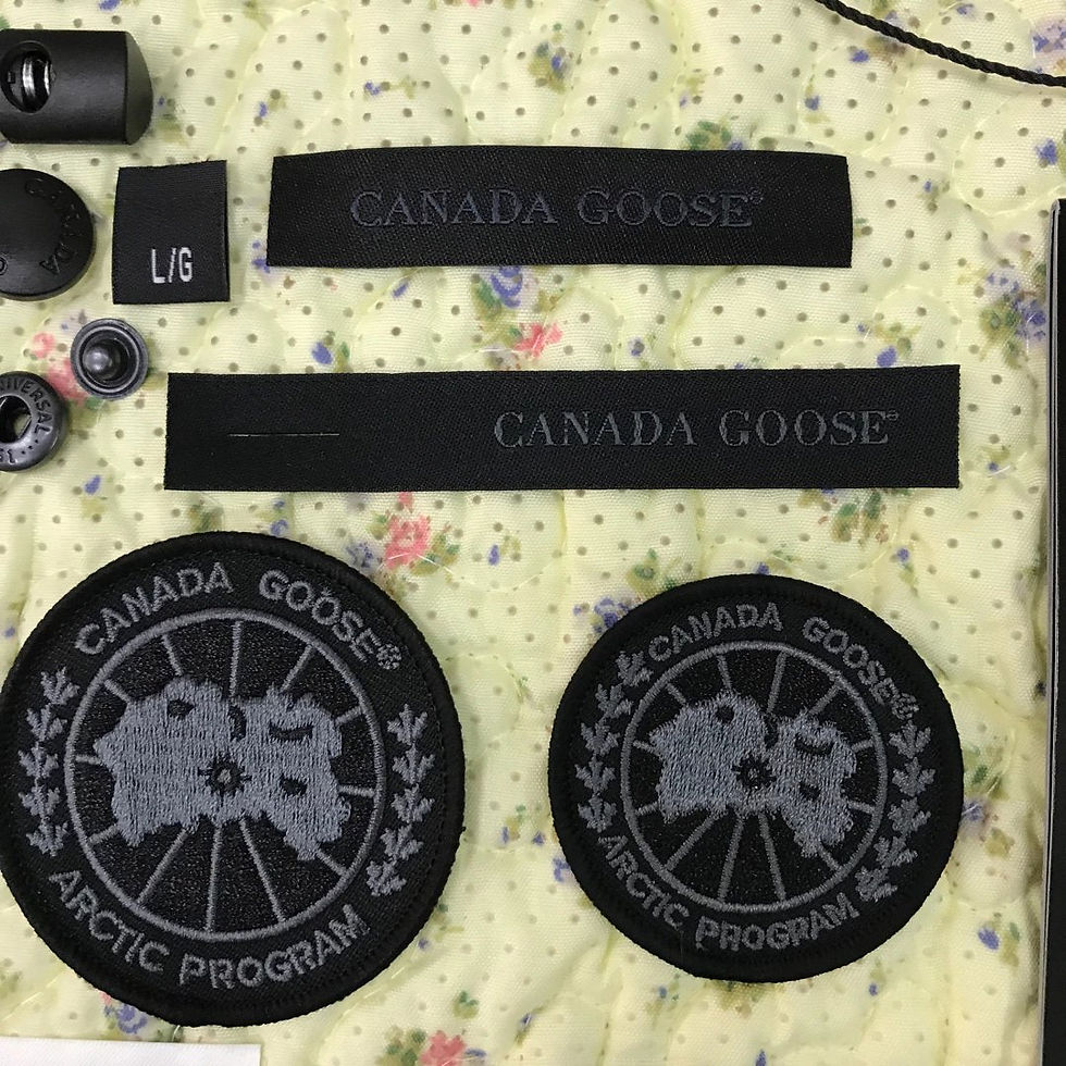 Миниатюра: Canada Goose