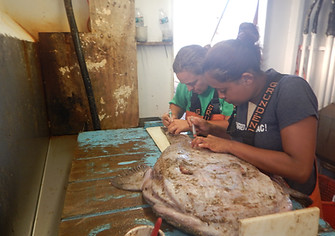 Amy and Luisa drawing monkfish blood