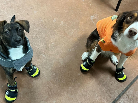 Brrr!  Freezing Cold Weather, and Your Dog