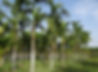 plantation_areca_nut_areca_palm_areca_ca