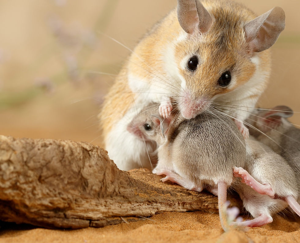 Mice 2 (1920 x 1080 px)_edited.jpg