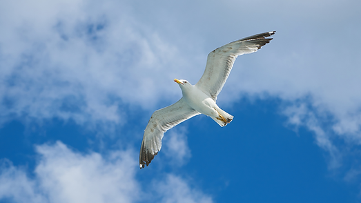 Seagull (1920 x 1080 px) (1).png