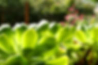 Succulent Leaves