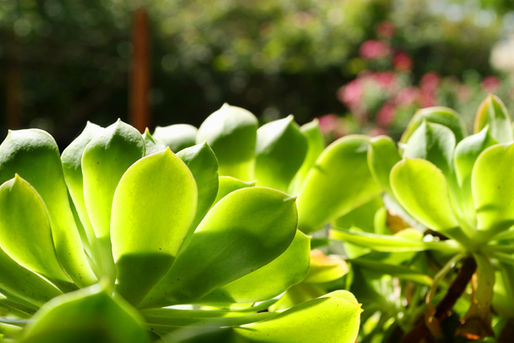 Succulent plant close-up