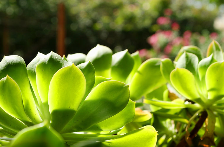 Succulent Leaves 