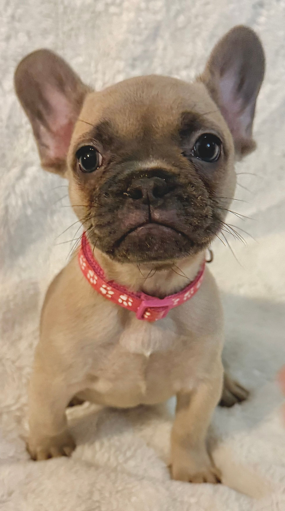 Pepper