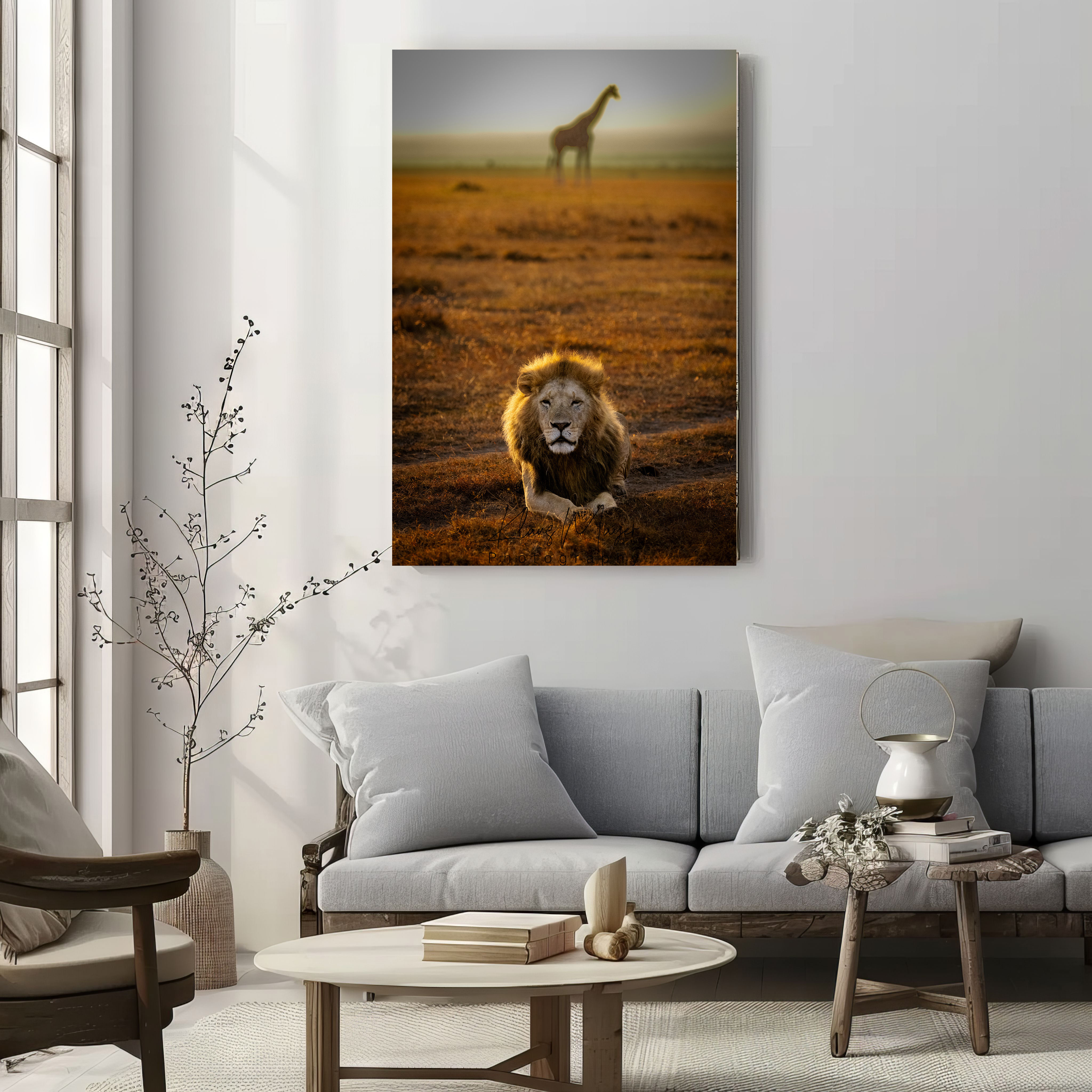 Lion Wildlife Photography Print | African Safari Lion at Sunrise, Kenya