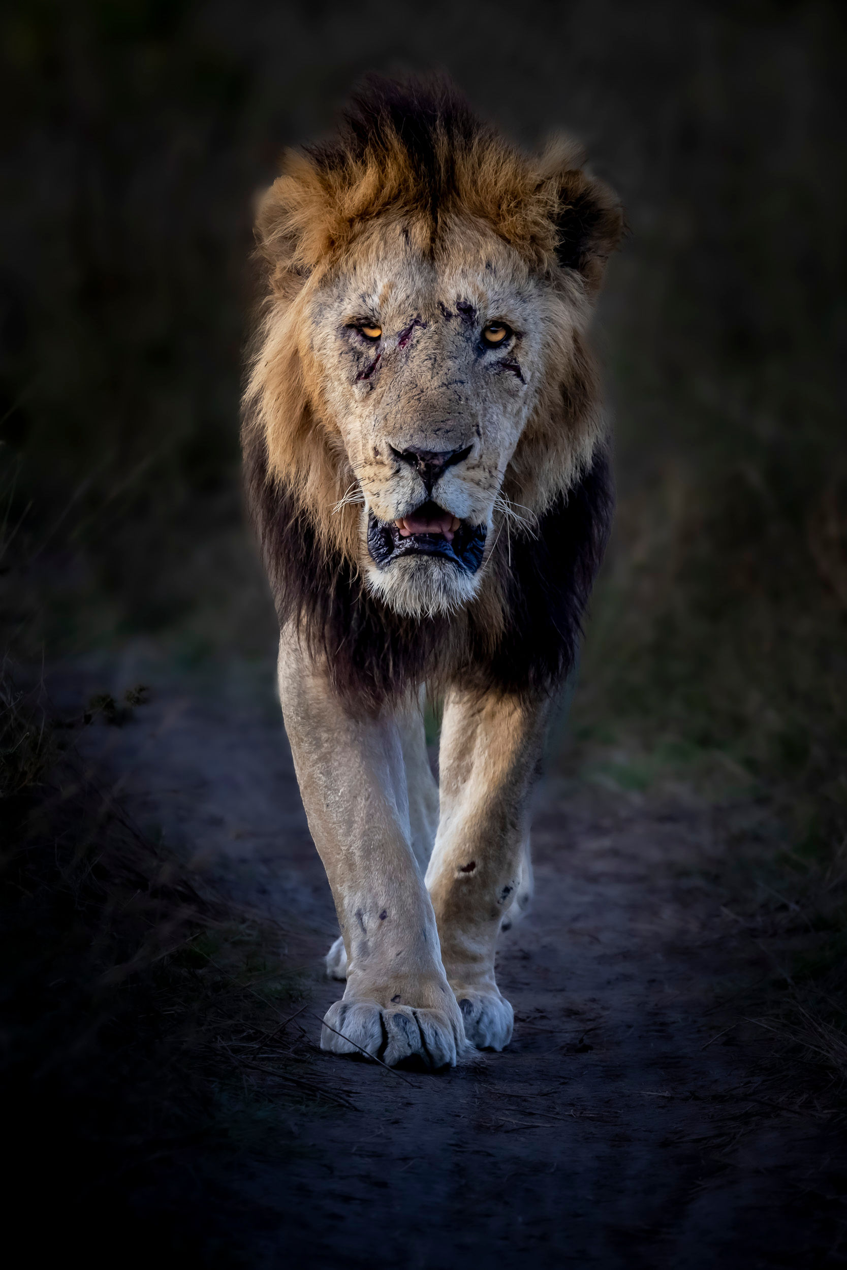 Lion Wall Art Print – Scarred Male Lion Wildlife Photography