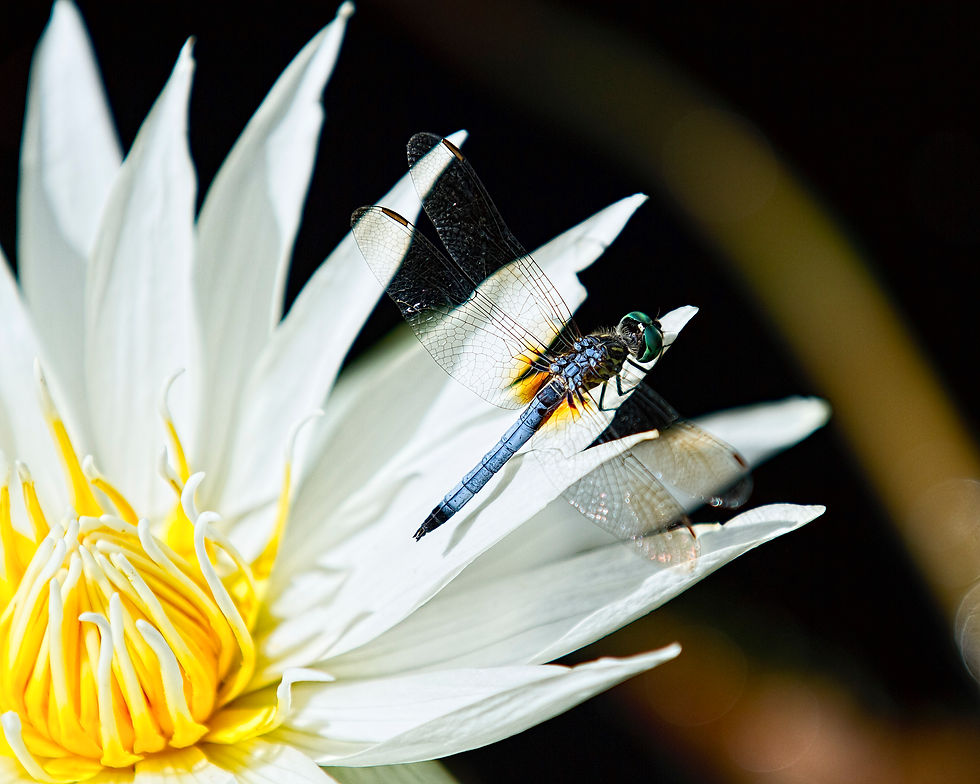 Award winning photography of a blue dragonfly on white water lily.