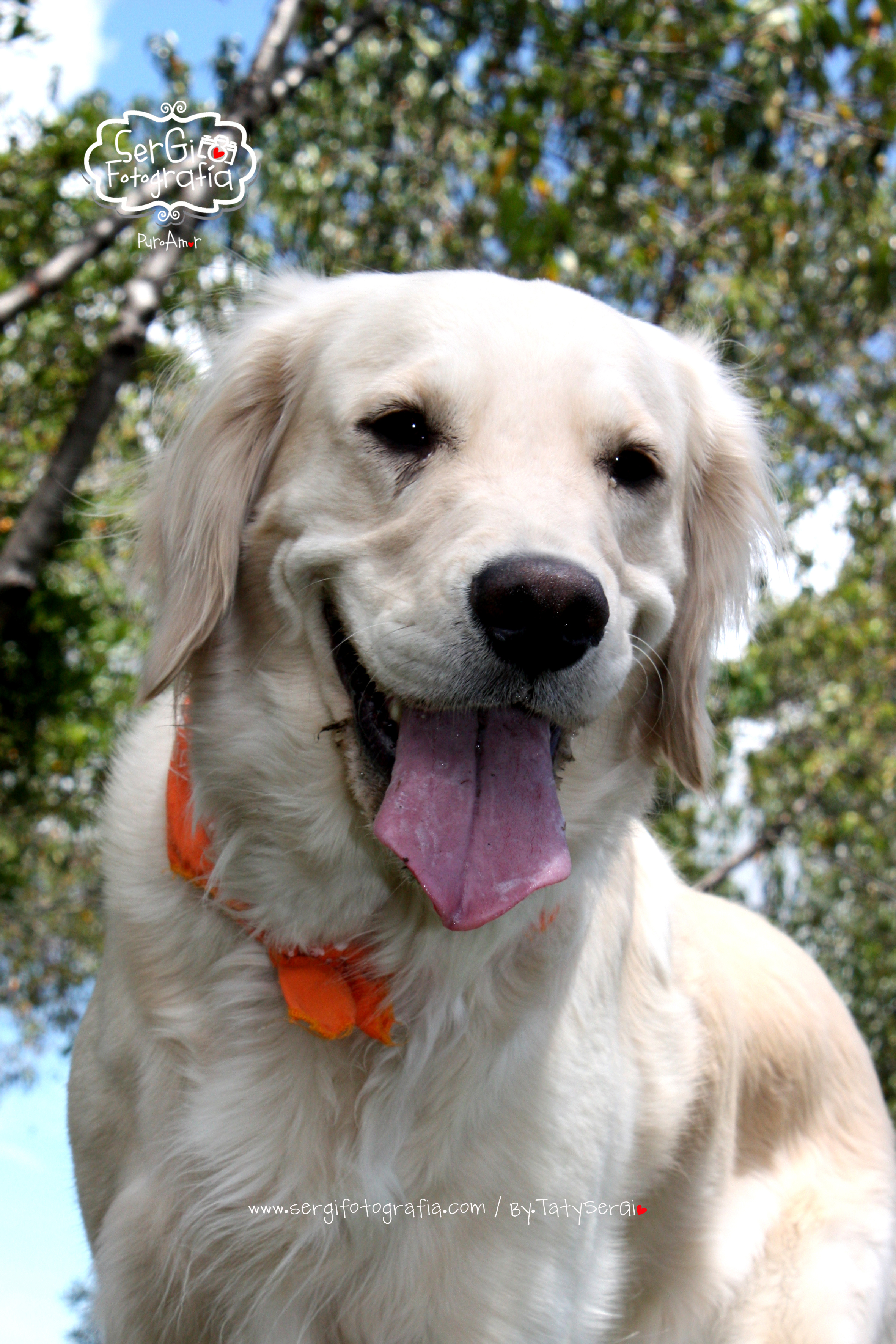 Fotografia de mascotas