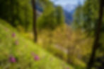 Col des Planches MTB view
