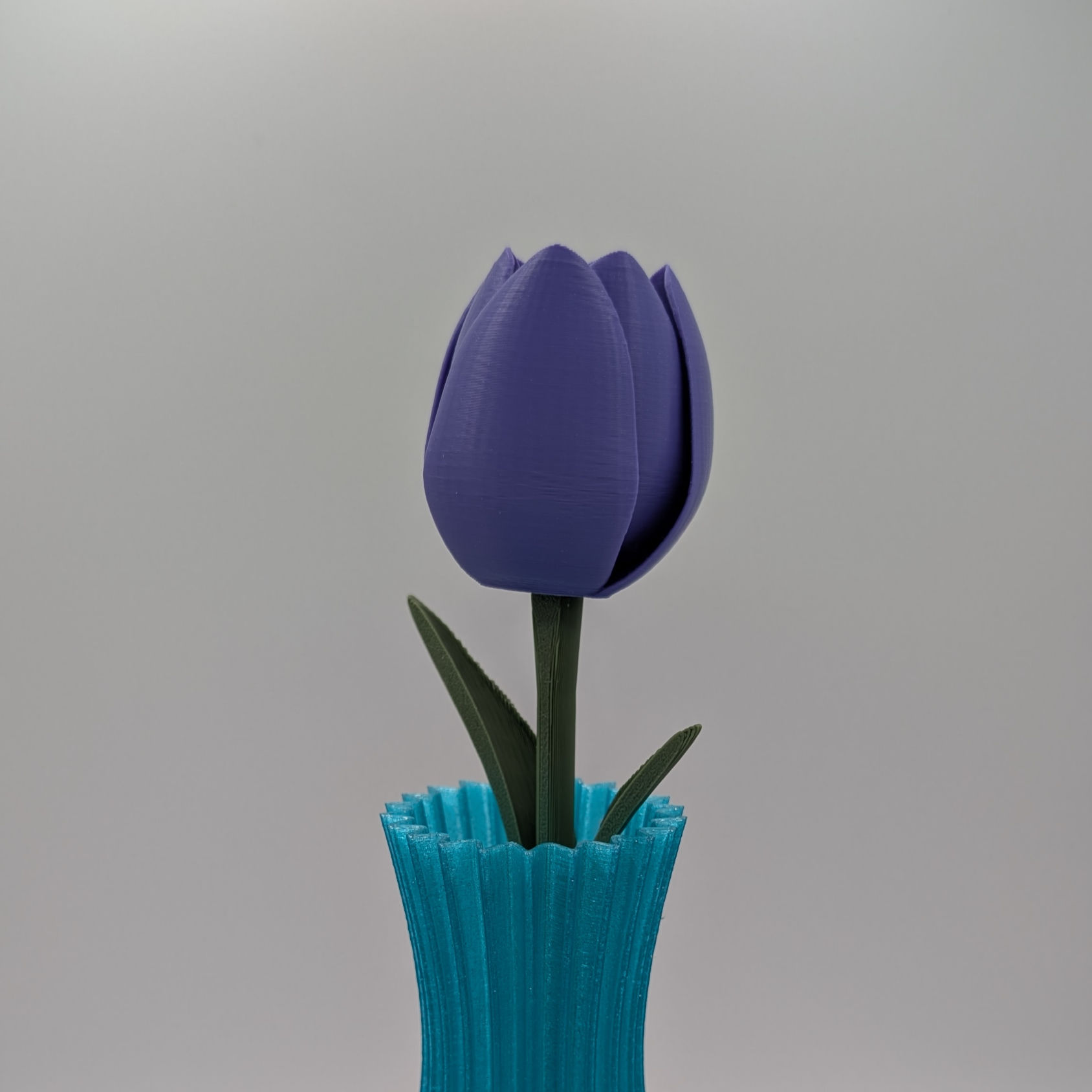 Single Stem Tulip