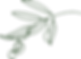 une feuille d'olivier