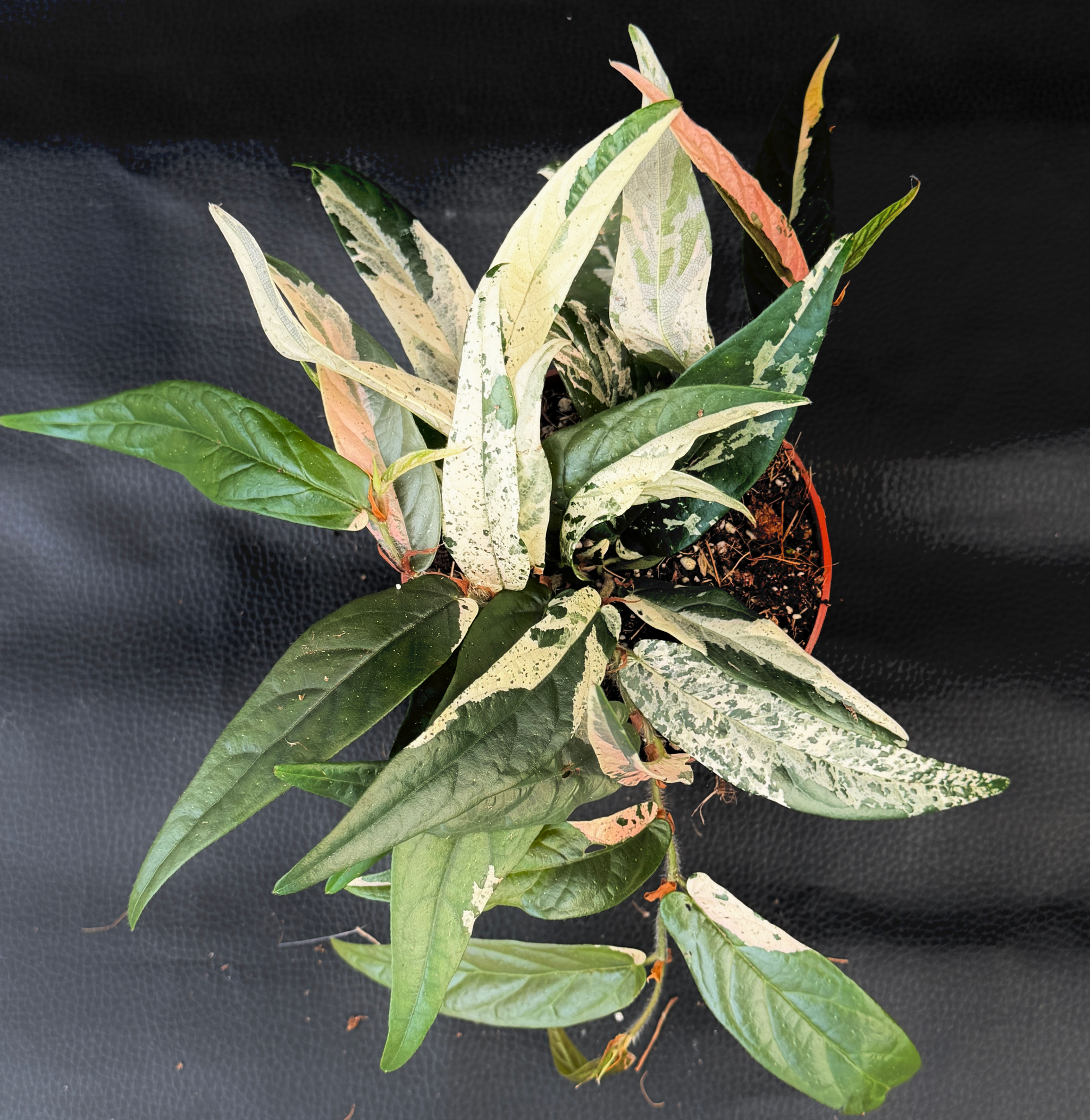 FICUS SAGITTATA VARIEGATA PINK G4