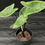 Miniatura: ALOCASIA BLACK ZEBRINA LARGE