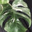 Miniatura: MONSTERA ALBO VARIEGATA XL 26