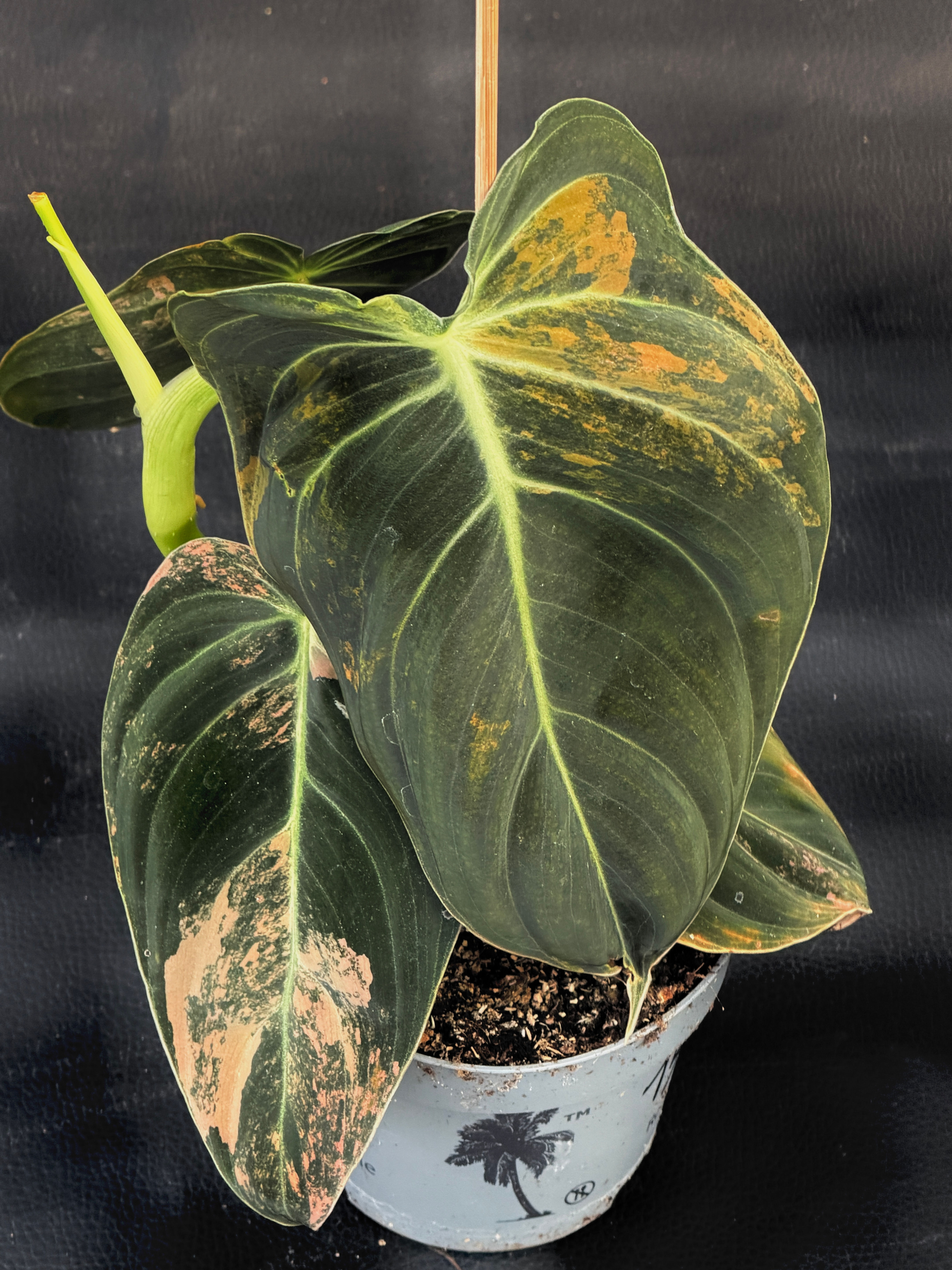 PHILODENDRON MELANOCRYSUM VARIEGATED 15