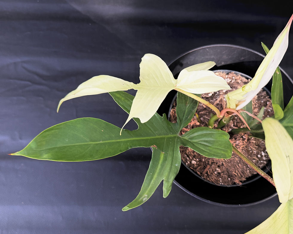 Miniatura: PHILODENDRON FLORIDA GHOST XL3