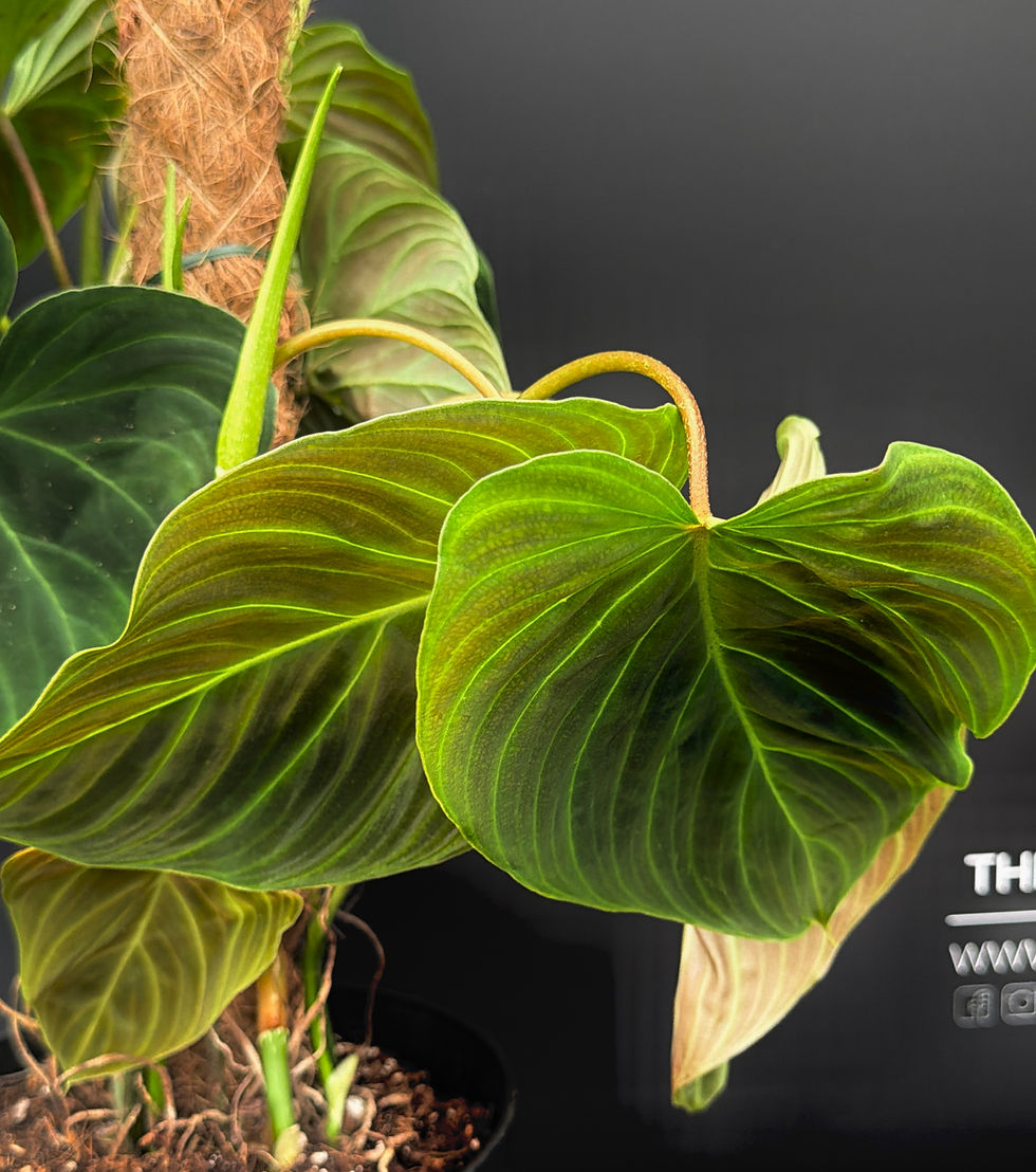 Miniaturbild: PHILODENDRON SPLENDID XL1